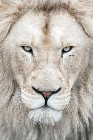 Thor the White Lion Poster