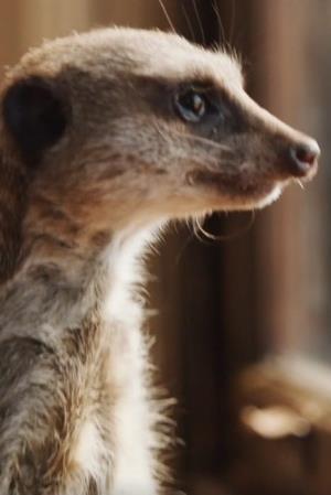 Elvis the Meerkat's poster