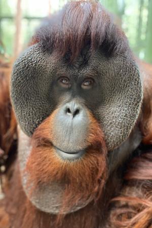 Sam the Orangutan Poster