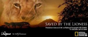 Saved By The Lioness's Poster