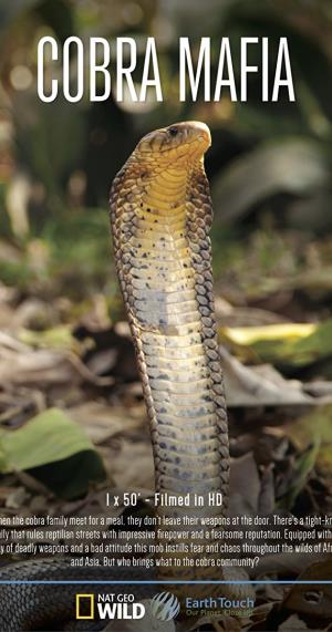 Cobra Mafia's Poster