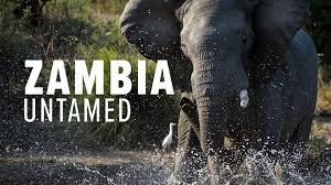 Zambia Untamed's Poster