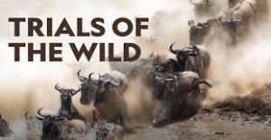 Trials of The Wild's Poster