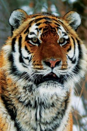 Operation Snow Tiger's Poster