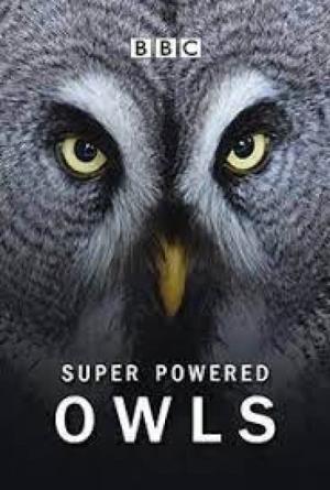 Super-Powered Owls's Poster