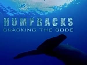 Humpbacks: Cracking The Code's Poster