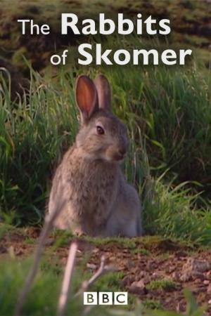 The Rabbits of Skomer's Poster