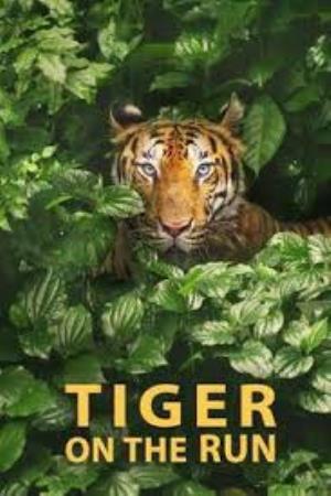 Tiger On The Run's Poster