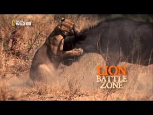 Lion Battle Zone Poster