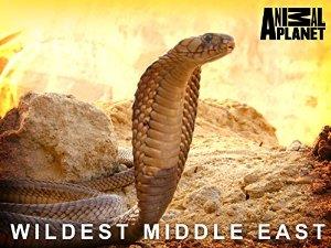 Wildest Middle East Poster