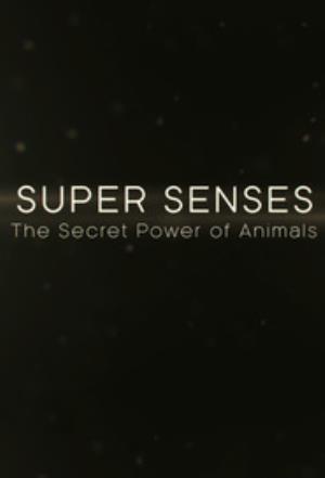 Super Senses Poster