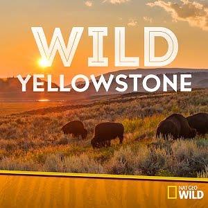 Wild Yellowstone Poster