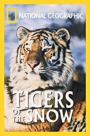 Tigers of the Snow Poster