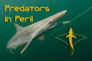 Predators in Peril Poster