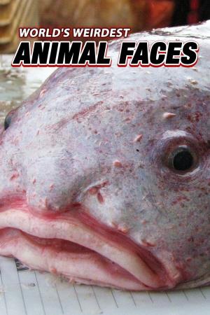 World's Weirdest Animal Faces Poster