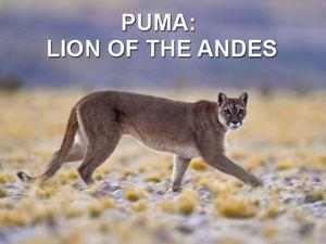 Puma: Lion Of The Andes Poster