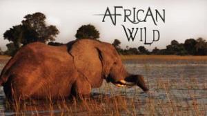 African Wild Poster