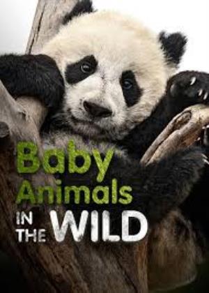 Baby Animals In The Wild Poster