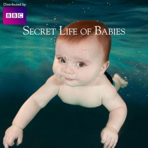 Secret Life Of Babies Poster