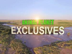 Animal Planet Exclusives Poster