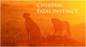 Cheetah: Fatal Instinct Poster