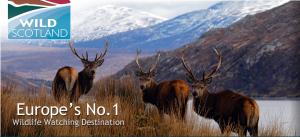 Wild Scotland Poster
