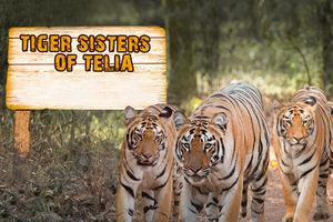 Tiger Sisters Of Telia Poster