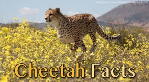 Cheetah, A Hunter Turned Prey Poster