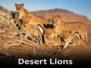 Desert Lions Poster
