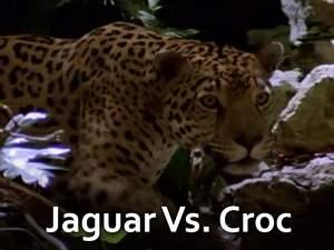 Jaguars vs. Crocs Poster