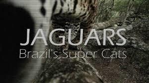 Jaguars: Brazil's Super Cats Poster