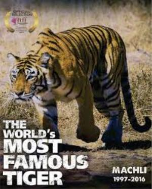India: The World's Most Famous Tiger: Machli Poster