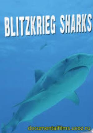 Blitzkrieg Sharks Poster