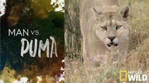 Big Cats: Man vs. Puma Poster