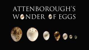 Attenborough's Wonder Of Eggs Poster