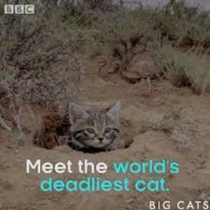 Wildlife: World's Deadliest Cats Poster