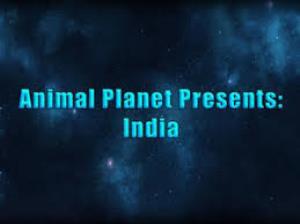 Animal Planet Presents: India Poster