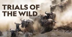 Trials of The Wild Poster