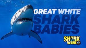 Great White Shark Babies Poster