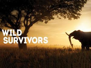 Wild Survivors Poster