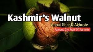 Production Of Wallnut In Kashmir Poster