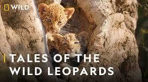 A Leopard's Legacy Poster