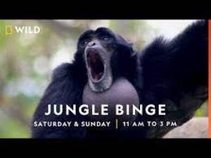 Jungle Binge Poster