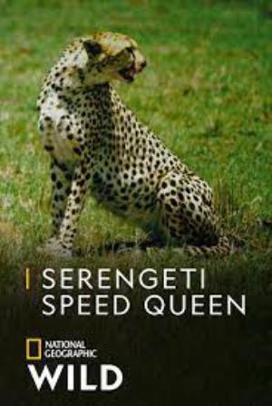 Serengeti Speed Queen Poster