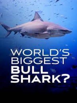 World's Biggest Bull Shark Poster