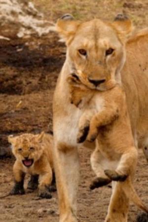 Big Cats Of The Serengeti Poster