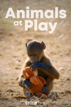 Animals At Play Poster