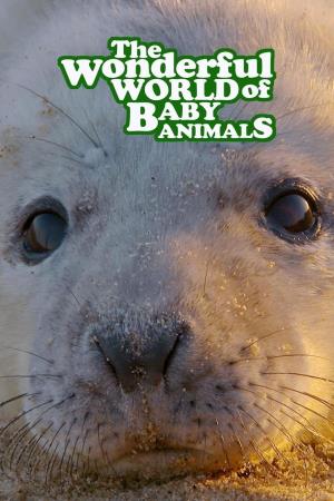 Wonderful World Of Baby Animals Poster