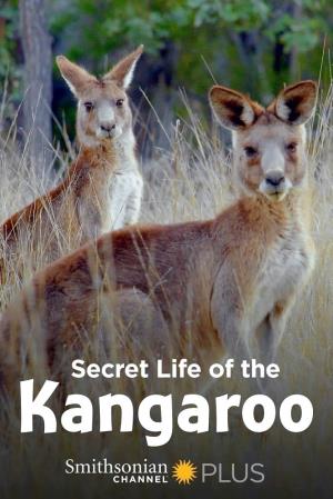 Secret Life Of The Kangaroo Poster