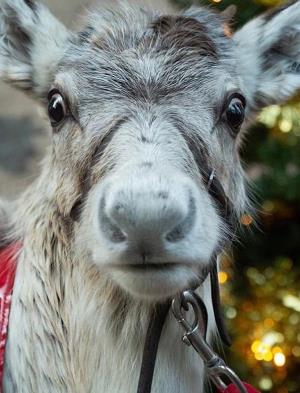A Baby Reindeer's First Christmas Poster